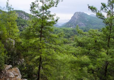 Dağlar ile iğne yapraklı orman büyümüş