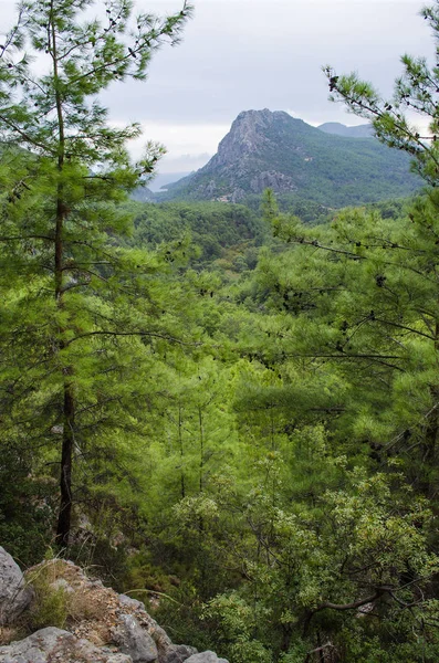 針葉樹林の生い茂る山 — ストック写真