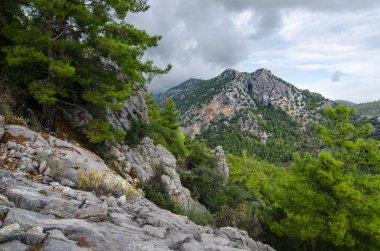 Dağlar ile iğne yapraklı orman büyümüş