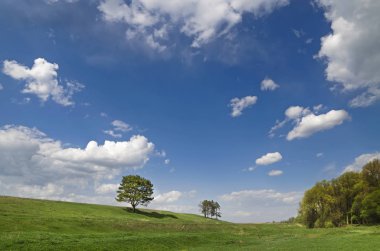 Hill ağaçları ile