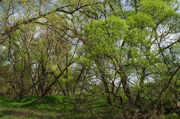 Дерева навесні на березі річки — стокове фото