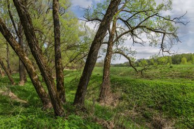 İlkbaharda ağaçlar nehir kıyısında