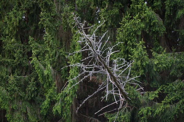 침 엽 수림 숲 벽 — 스톡 사진