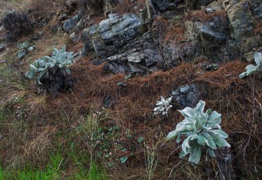 Dağ bitki örtüsü Akdeniz kıyısında