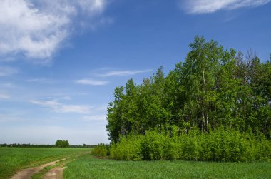 Grove alanın kenarında
