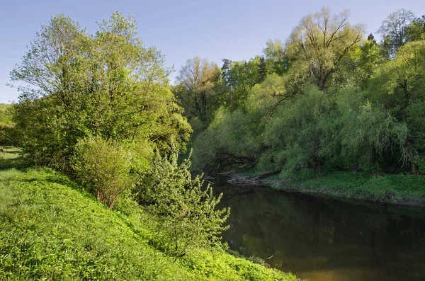 Река Десна в лесу — стоковое фото