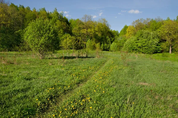 Alberi in primavera sulla riva del fiume — Foto Stock