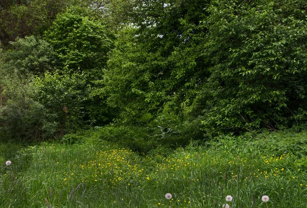 Yeşil çim ve bushgreen çim ve bush