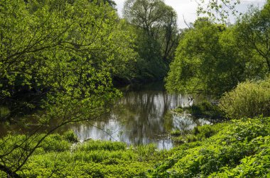 Ormandaki Desna Nehri