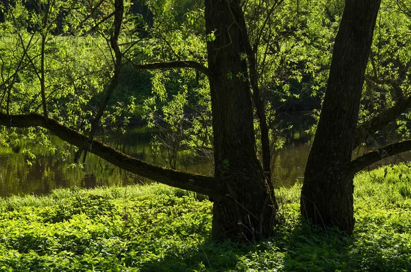 森の中の川 Desna — ストック写真