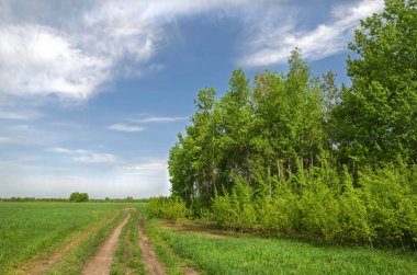 Grove alanın kenarında