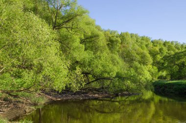 Ormandaki Desna Nehri