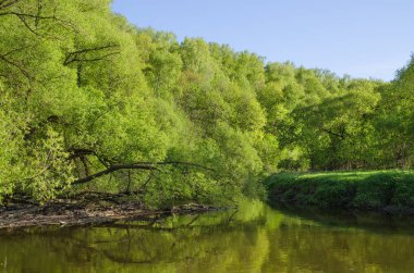 Ormandaki Desna Nehri
