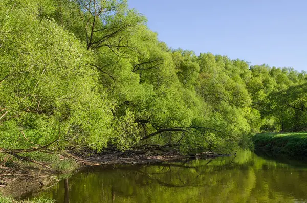 Ormandaki Desna Nehri