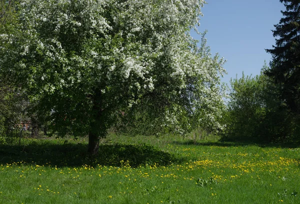 Kwiat drzewa w parku — Zdjęcie stockowe