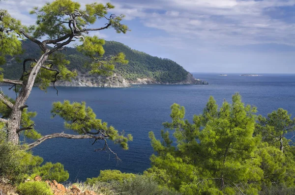 Dağ bitki örtüsü Akdeniz kıyısında