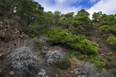 Dağ bitki örtüsü Akdeniz kıyısında