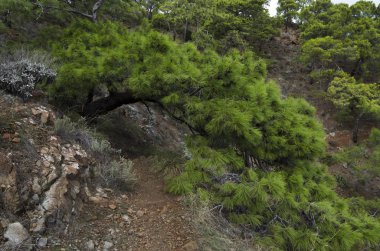 Dağ bitki örtüsü Akdeniz kıyısında