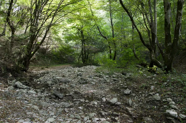 Schlucht Wunder Schönheit Den Kaukasus Bergen Der Nähe Lazarevskoye — Stockfoto