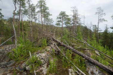 Aşağı Pulong Gölü kıyısındaki Karelia 'da kayalıklarda vahşi orman