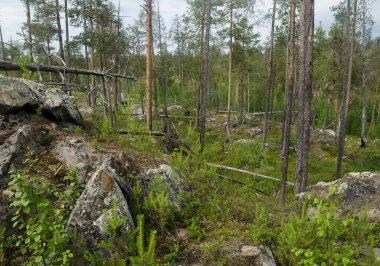 Aşağı Pulong Gölü kıyısındaki Karelia 'da kayalıklarda vahşi orman