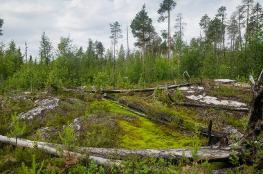 Aşağı Pulong Gölü kıyısındaki Karelia 'da kayalıklarda vahşi orman