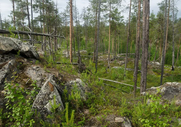Aşağı Pulong Gölü kıyısındaki Karelia 'da kayalıklarda vahşi orman