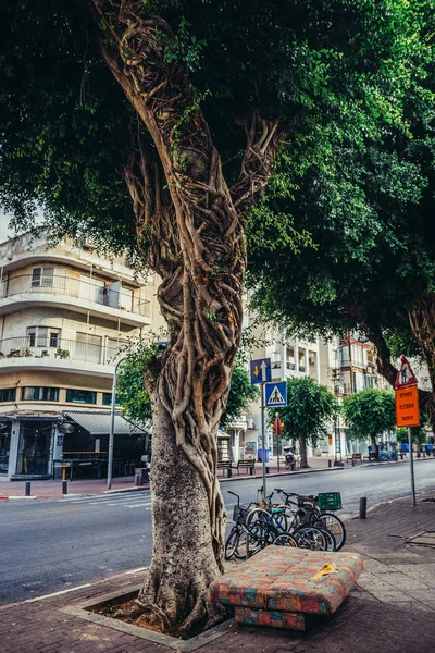 Träd i Tel Aviv — Stockfoto