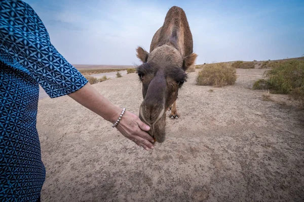 Camel in Iran — Stock Photo, Image