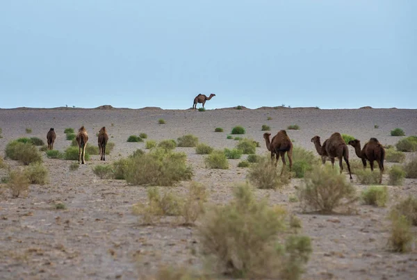 Верблюды Ирана — стоковое фото