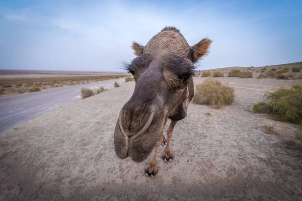 Пустыня Ирана — стоковое фото