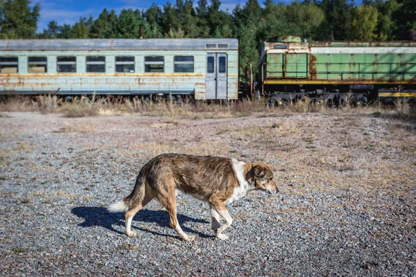 Området för exkludering av Chernobyl — Stockfoto