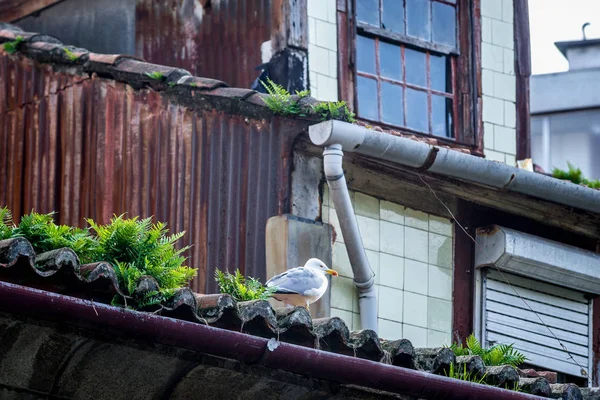 ポルトの鳥 — ストック写真