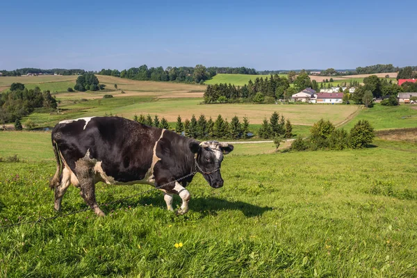폴란드에 있는 시골 — 스톡 사진
