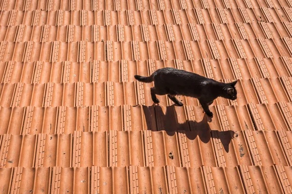 Gato no Porto — Fotografia de Stock