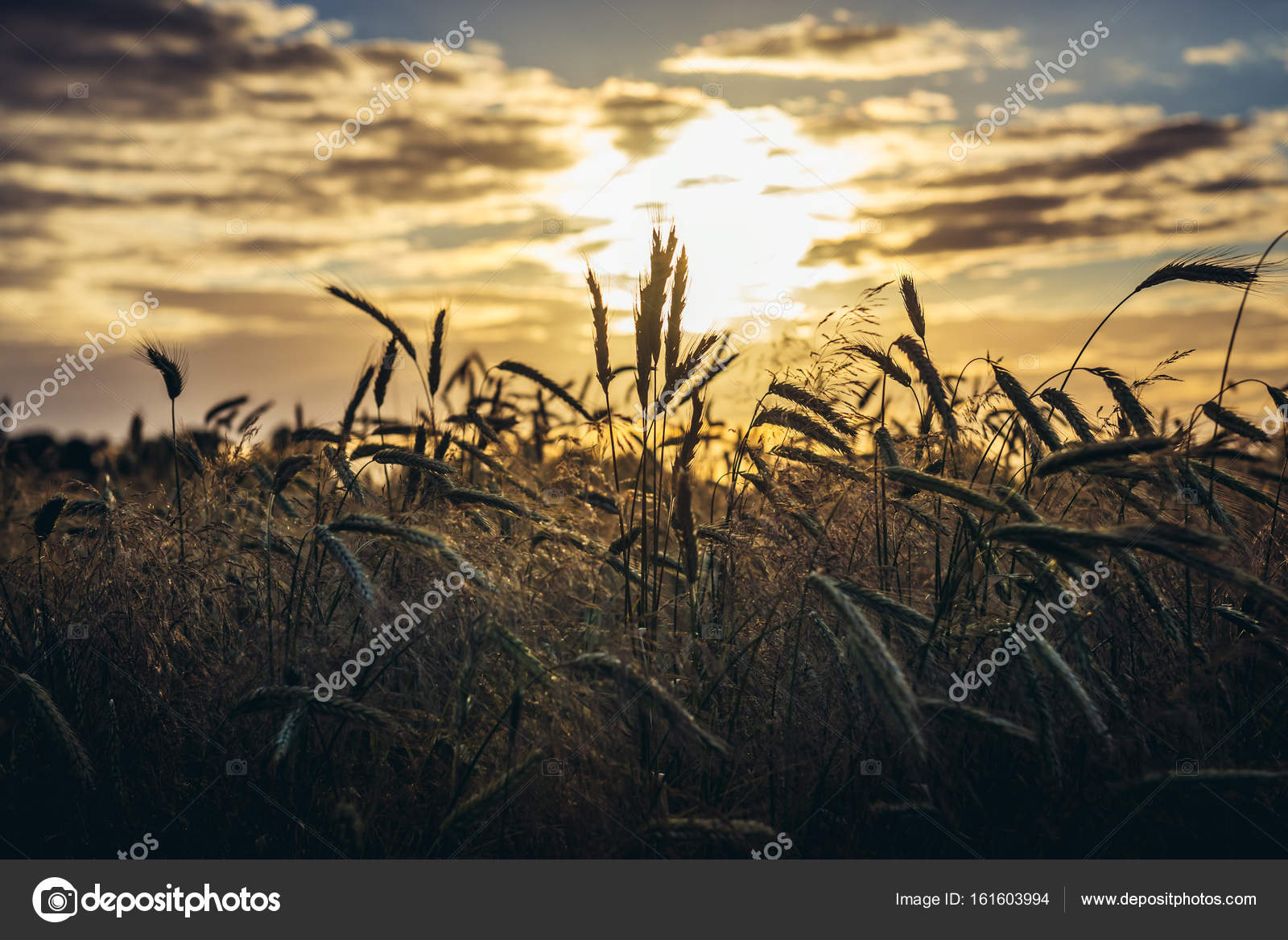 Ржаное Поле Фото