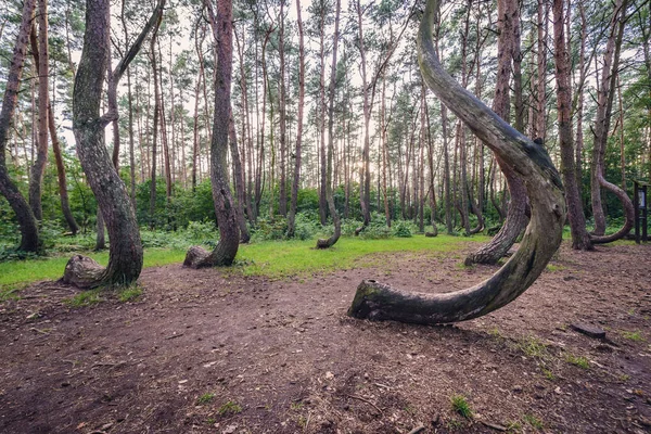 Ünlü Crooked ormanı — Stok fotoğraf
