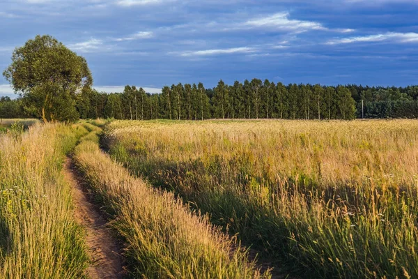 Campagne en Pologne — Photo