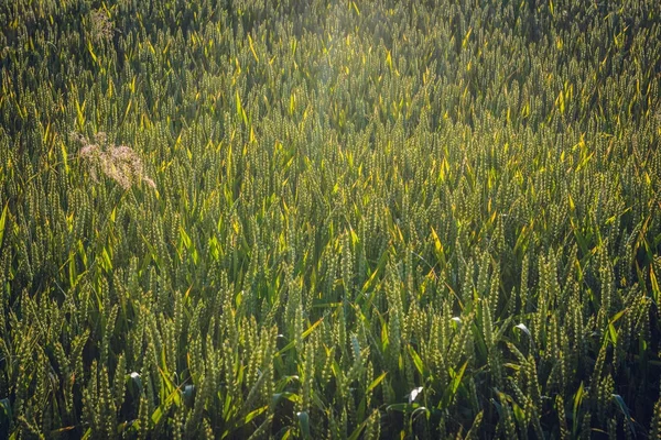 Feld in Polen — Stockfoto