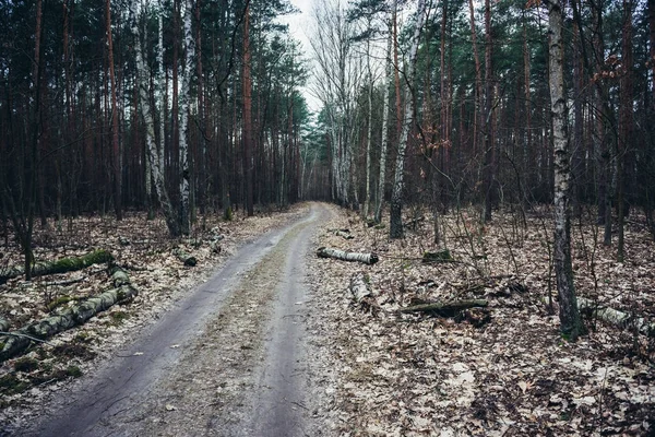 Bosque de Kampinos en Polonia —  Fotos de Stock