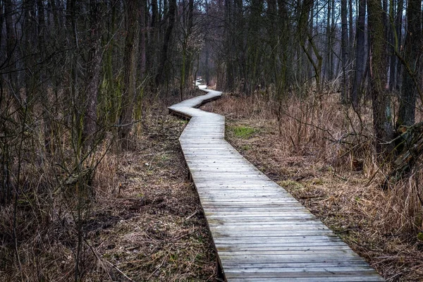 Kampinos orman Polonya — Stok fotoğraf