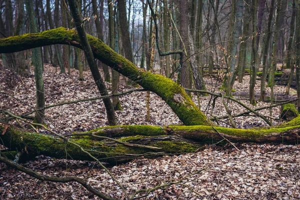 Forêt de Kampinos en Pologne — Photo