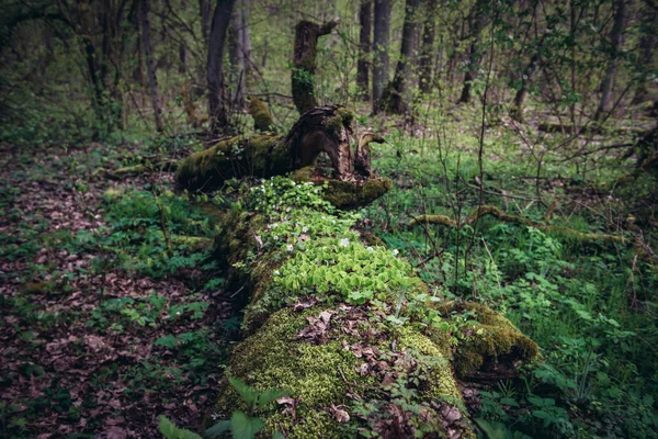 Kampinos Forest in Poland — Stock Photo, Image