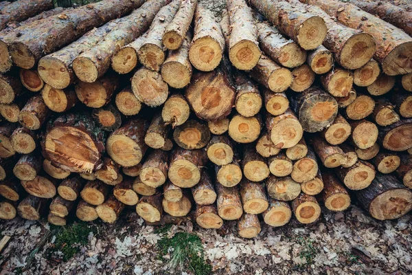 Kampinos лісу в Польщі — стокове фото
