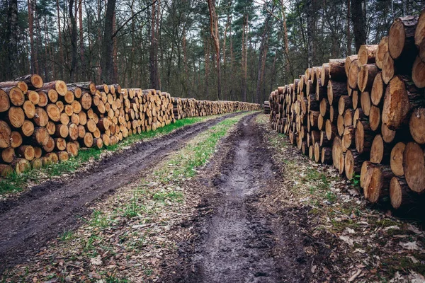 Kampinos skog i Polen — Stockfoto