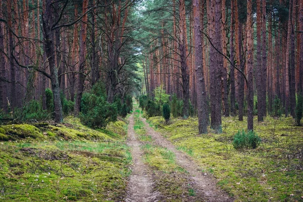 Carretera en Kampinos Park —  Fotos de Stock