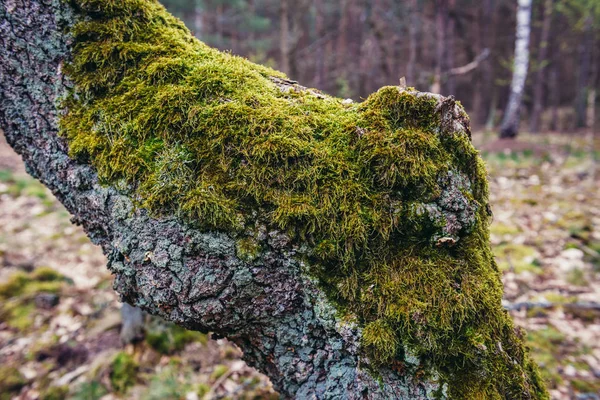 Кампинос-лес в Польше — стоковое фото