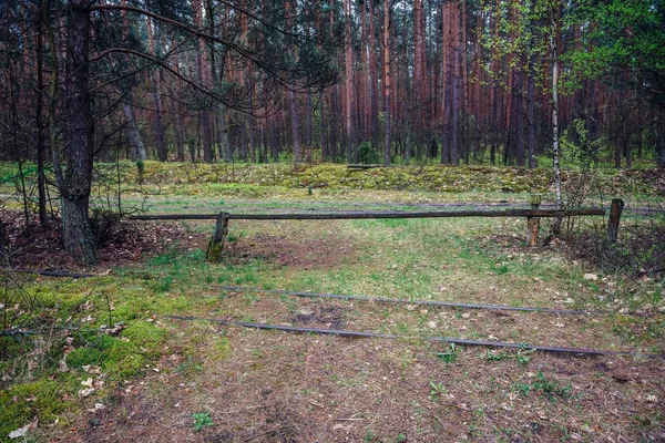 Kampinos Forest, Lengyelország — Stock Fotó