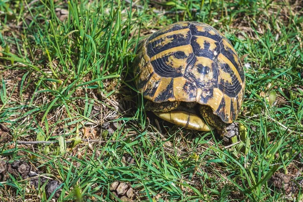 Tortue au bar — Photo