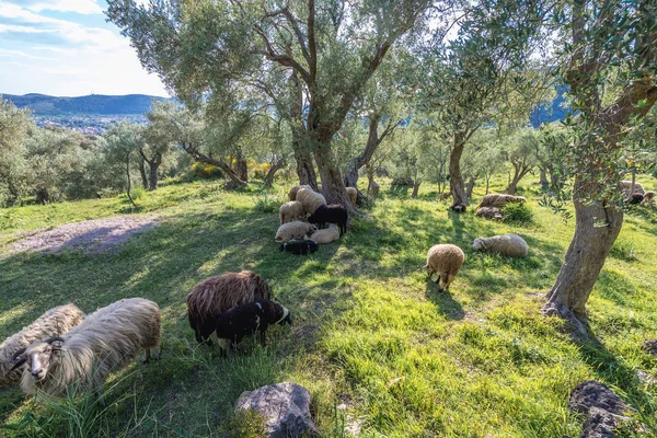 Ovelhas em Montenegro — Fotografia de Stock